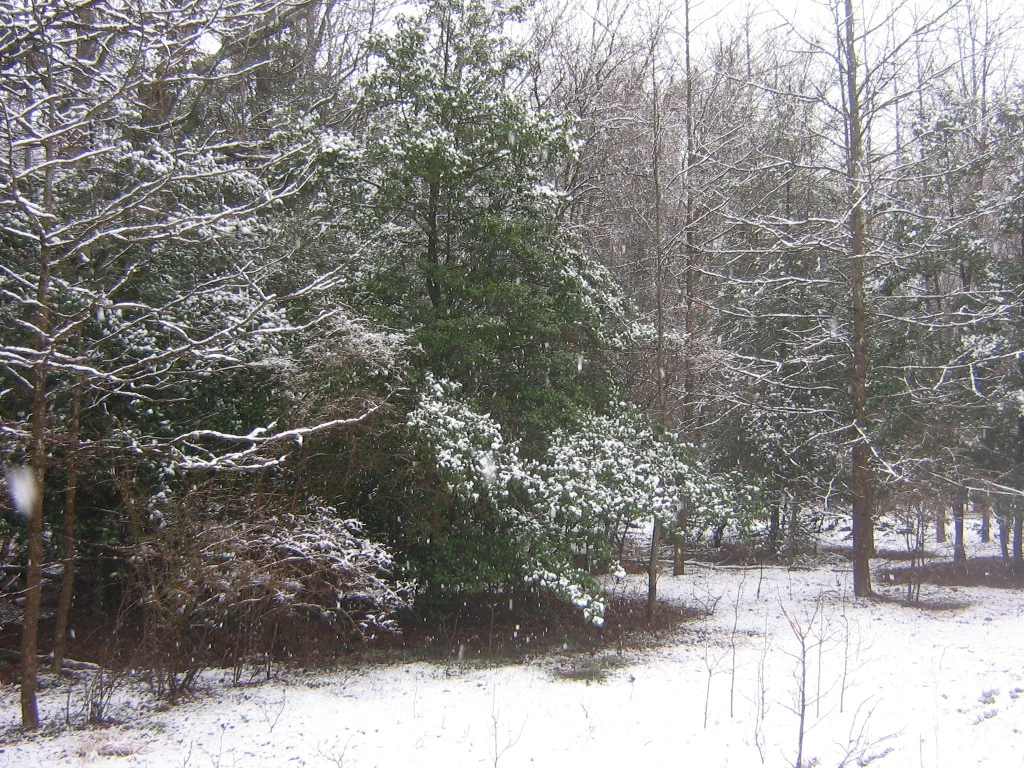 Cold Spring woods .JPG