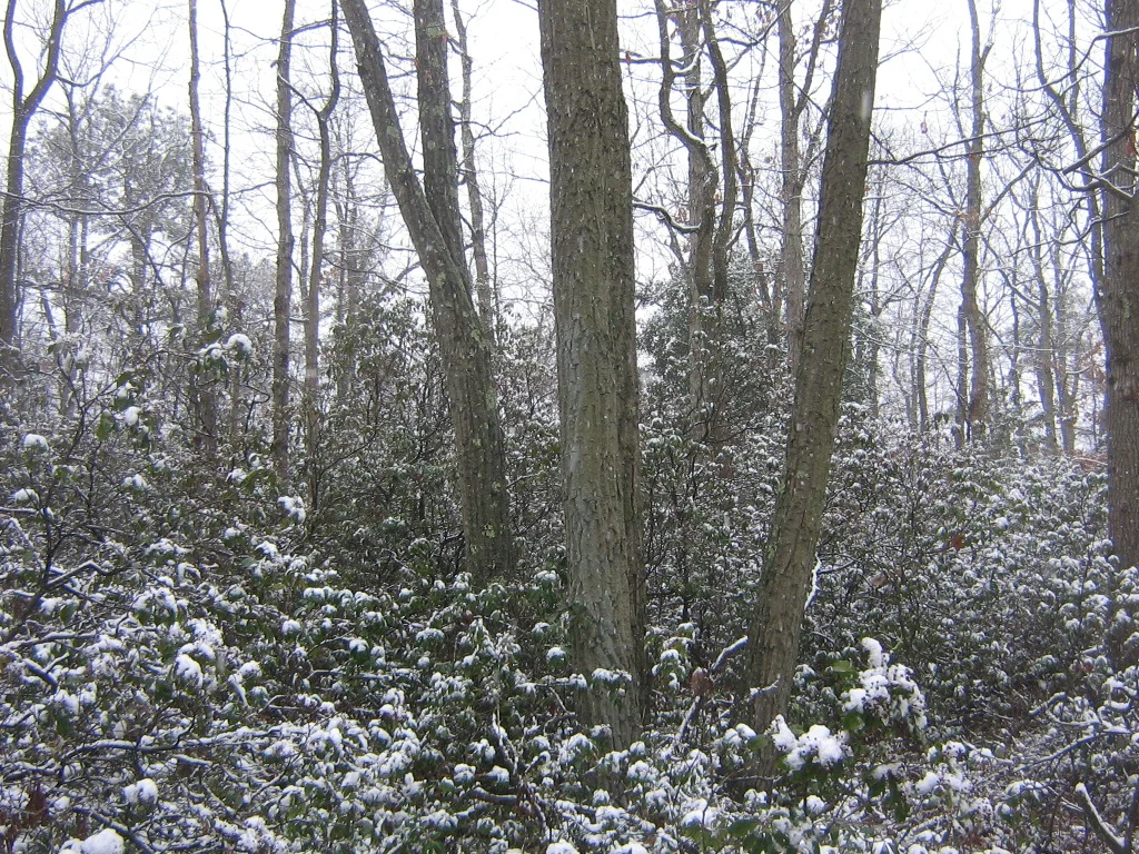 Cold Springs Laurels.JPG