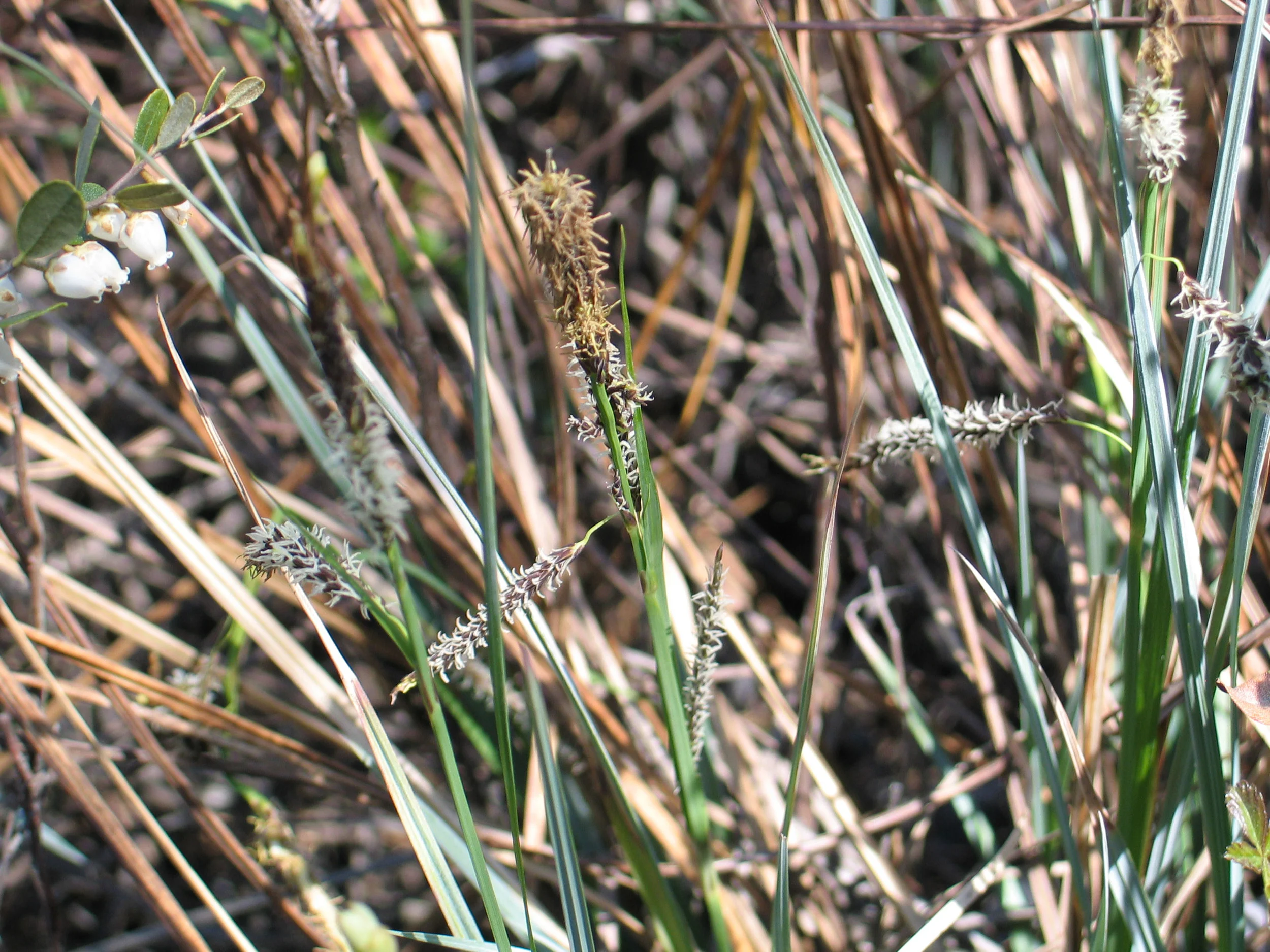 Barrats sedge.jpg