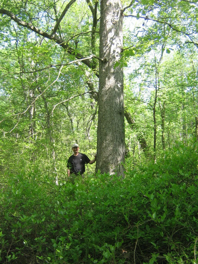 chestnut oak with Chris.jpg