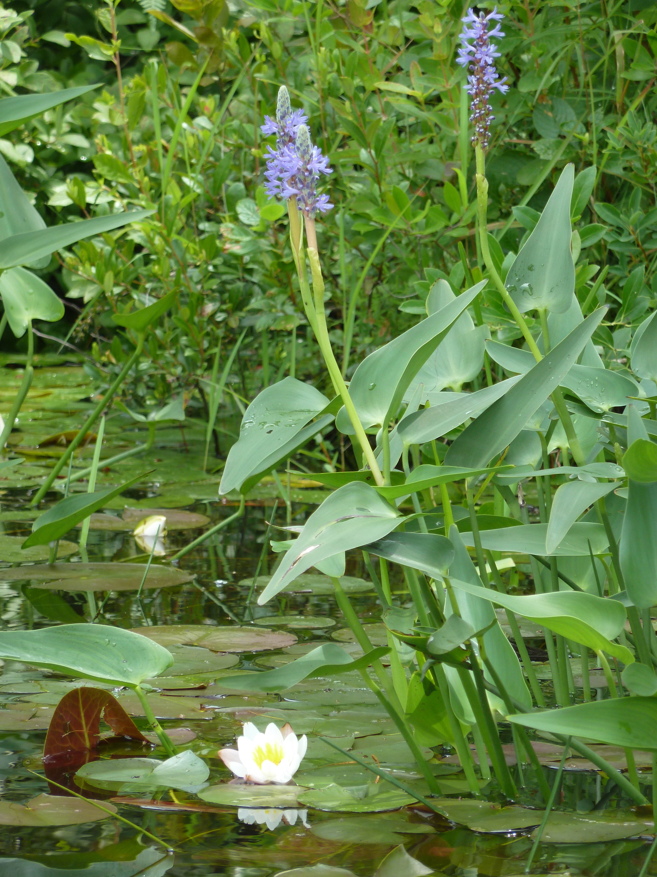 P1000870.JPG
