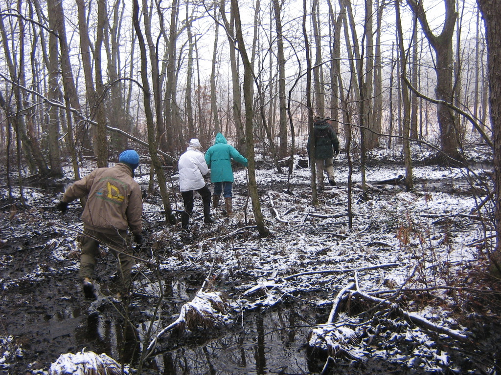 Cold Spring Wet Lands.JPG