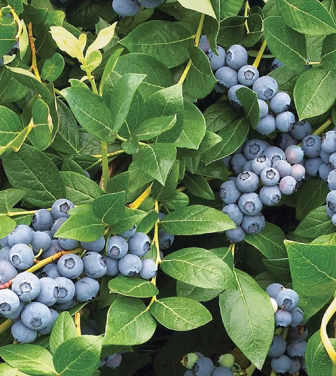 blueberry1.jpg