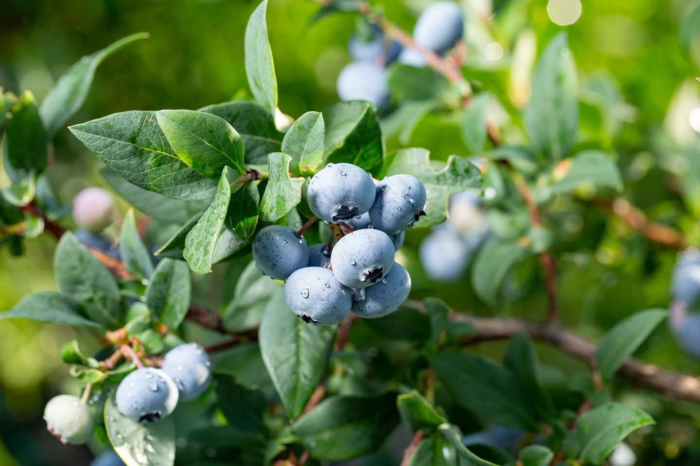blueberry4.jpg