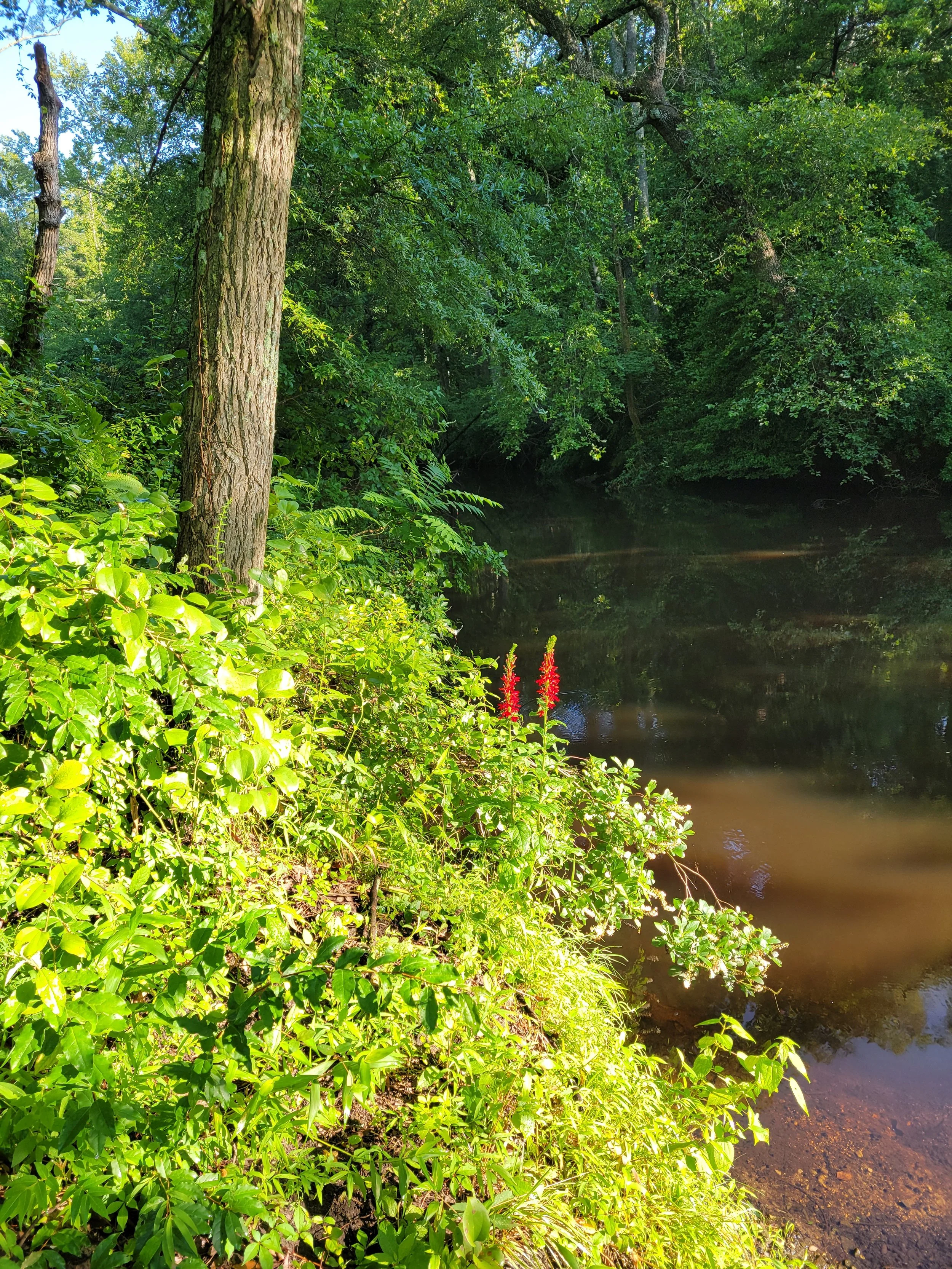 northbranchcreeksummer.jpg