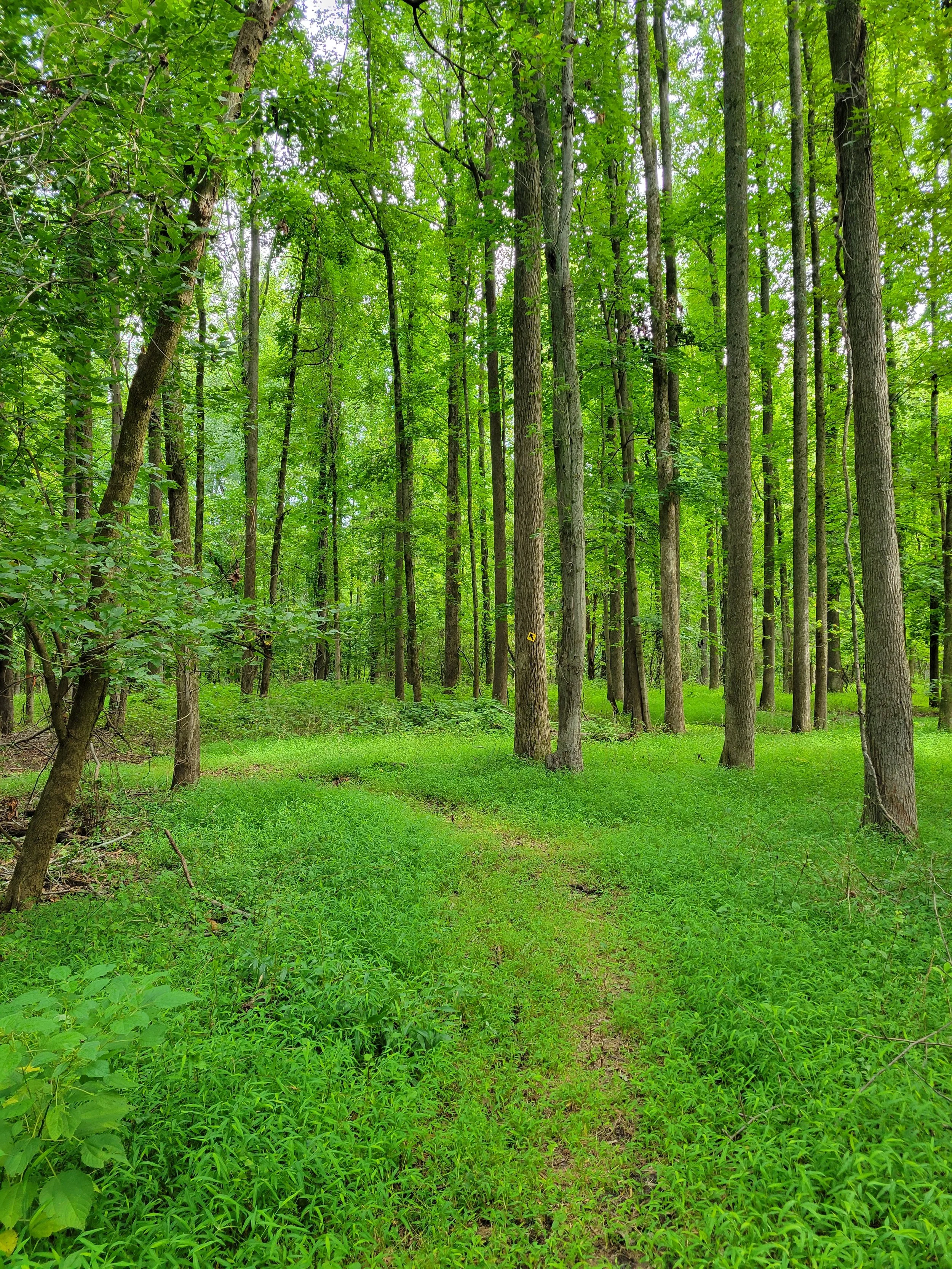 cowantrail.jpg