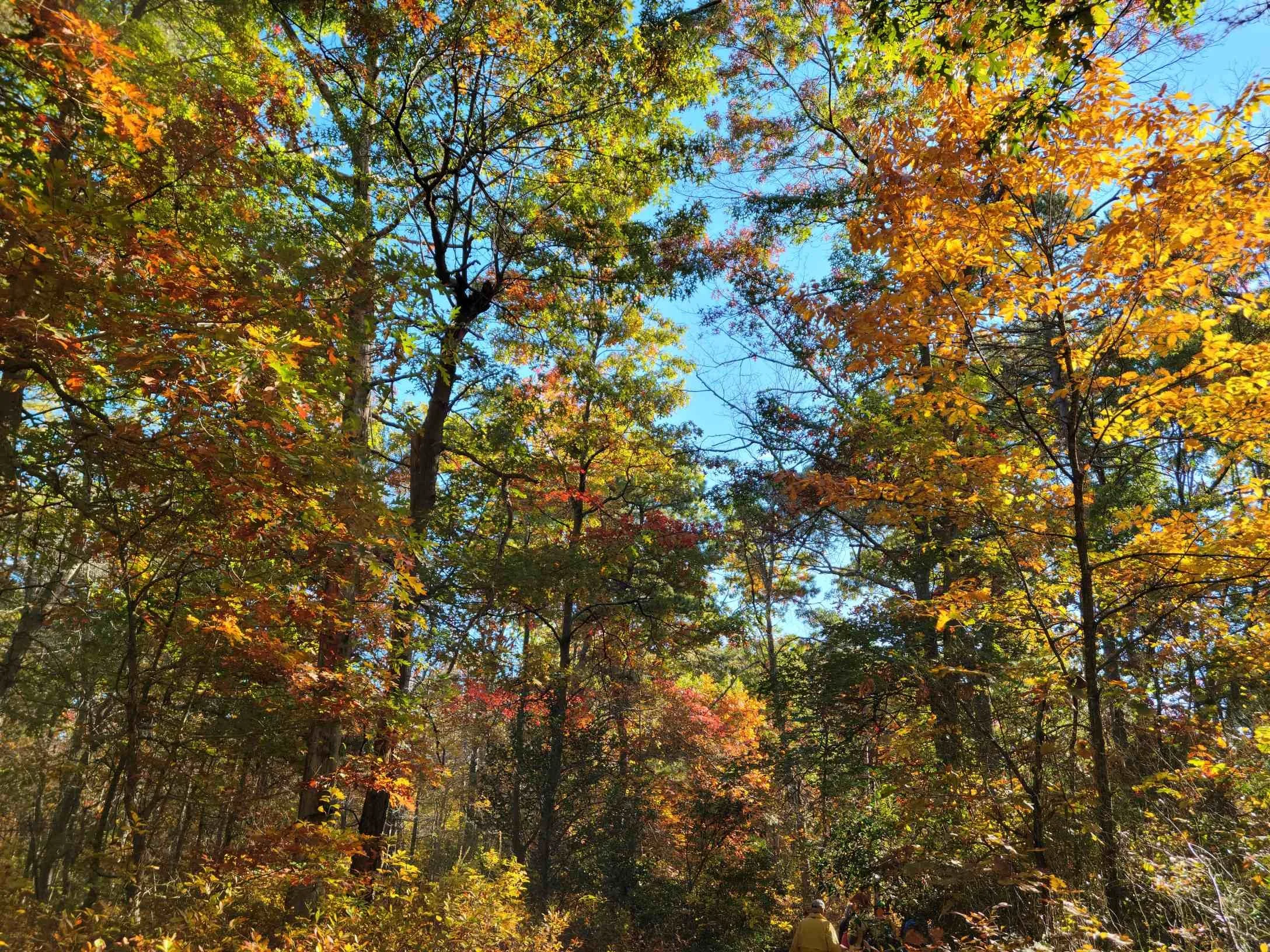 beechwoodsfallcompress.jpg