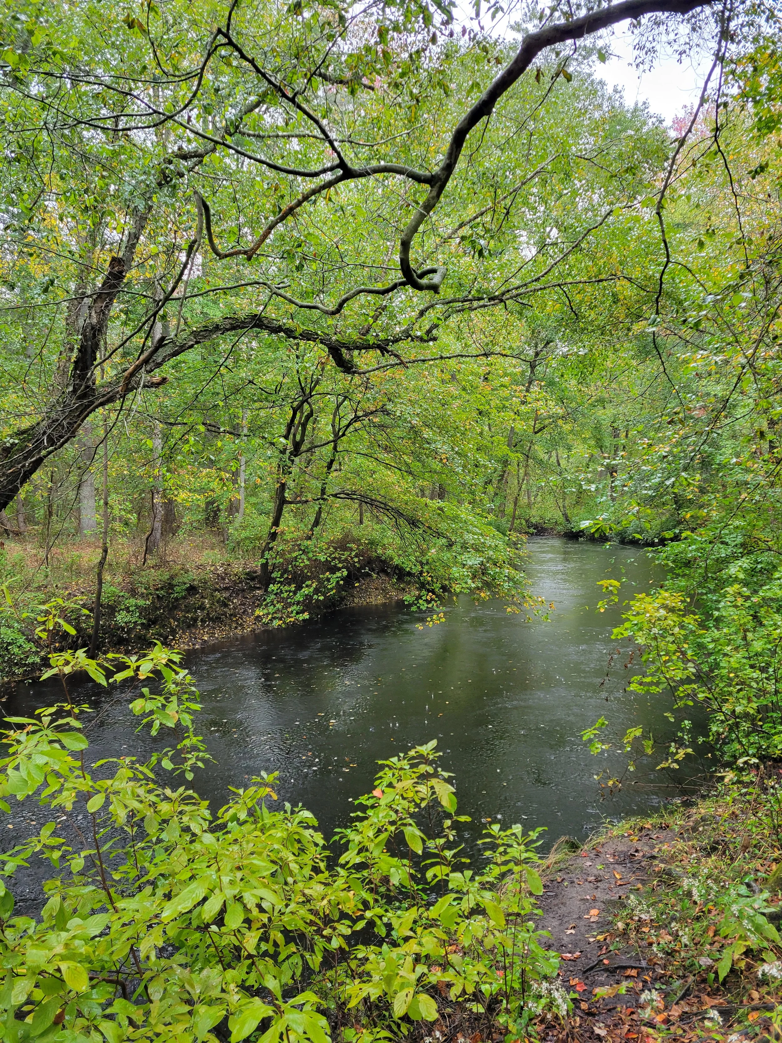 beechwoodsnorthbranch.jpg
