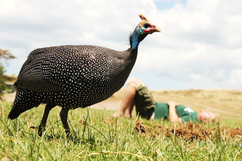 Relaxing in the Serengeti with a helmeted guineafowl