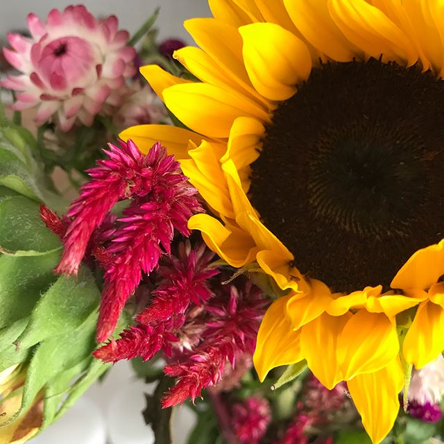 Sunflower greetings all week thanks to a special Monday night delivery! Gotta love floral surprises ❤️ #surprise #friends #friendship #flower #flowerstagram #flowers #sunflowers #sunshine #summer #theluckiest #spoiled #loved #thankyou #grateful