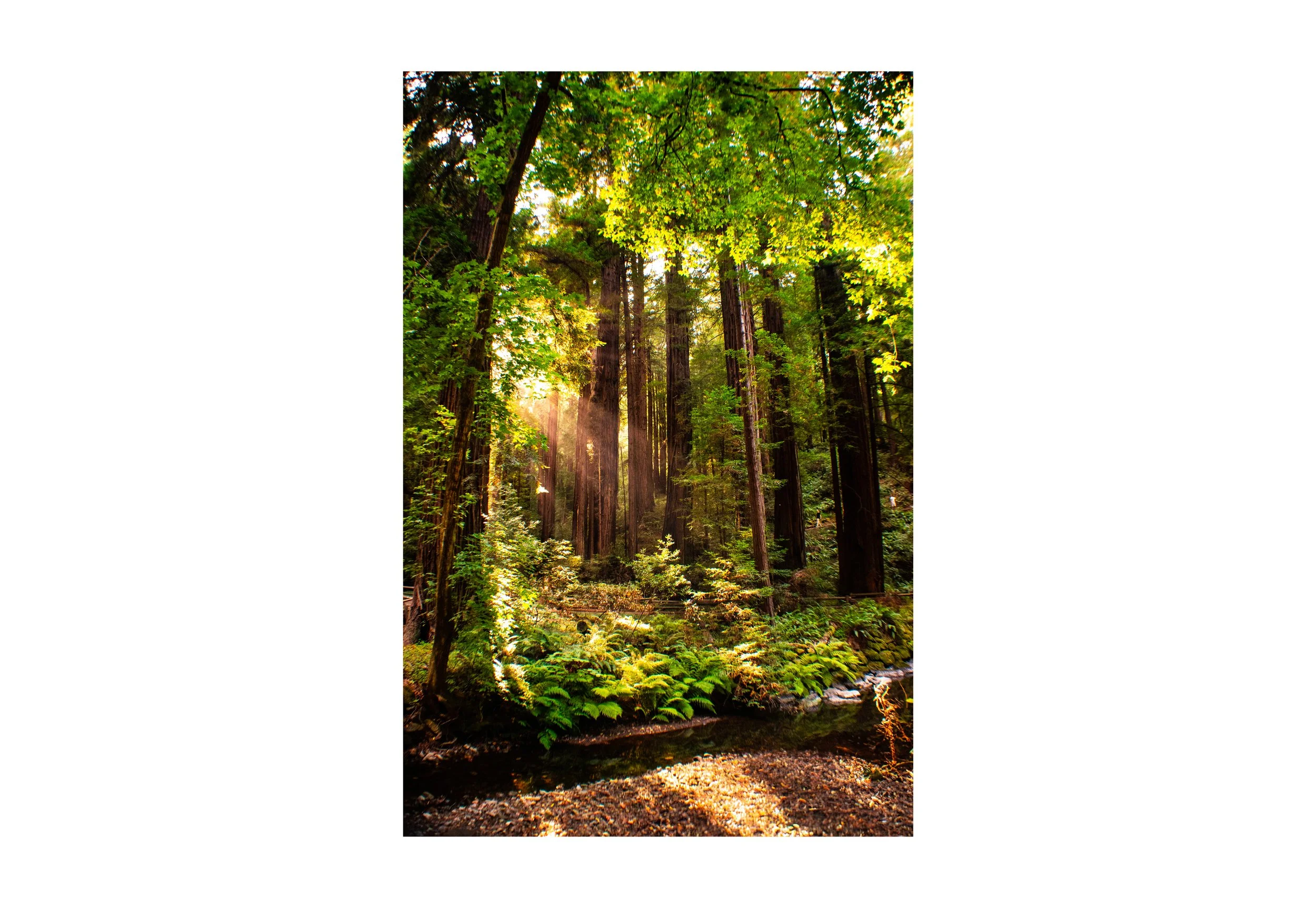 Trees_05.jpg