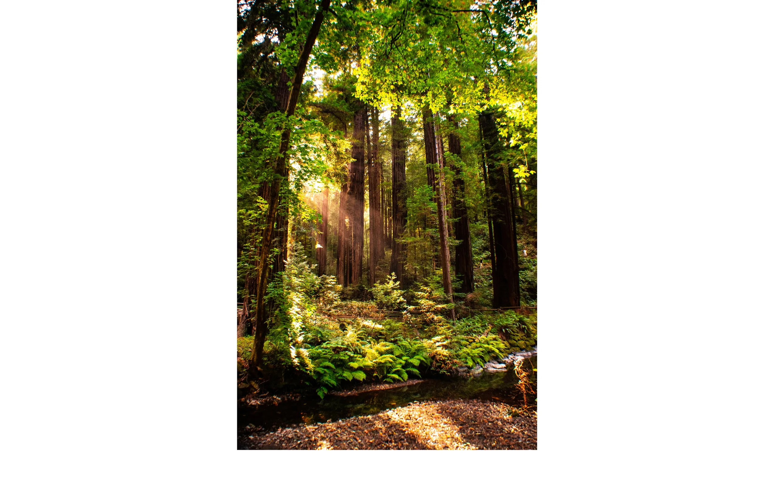 Trees_05.jpg
