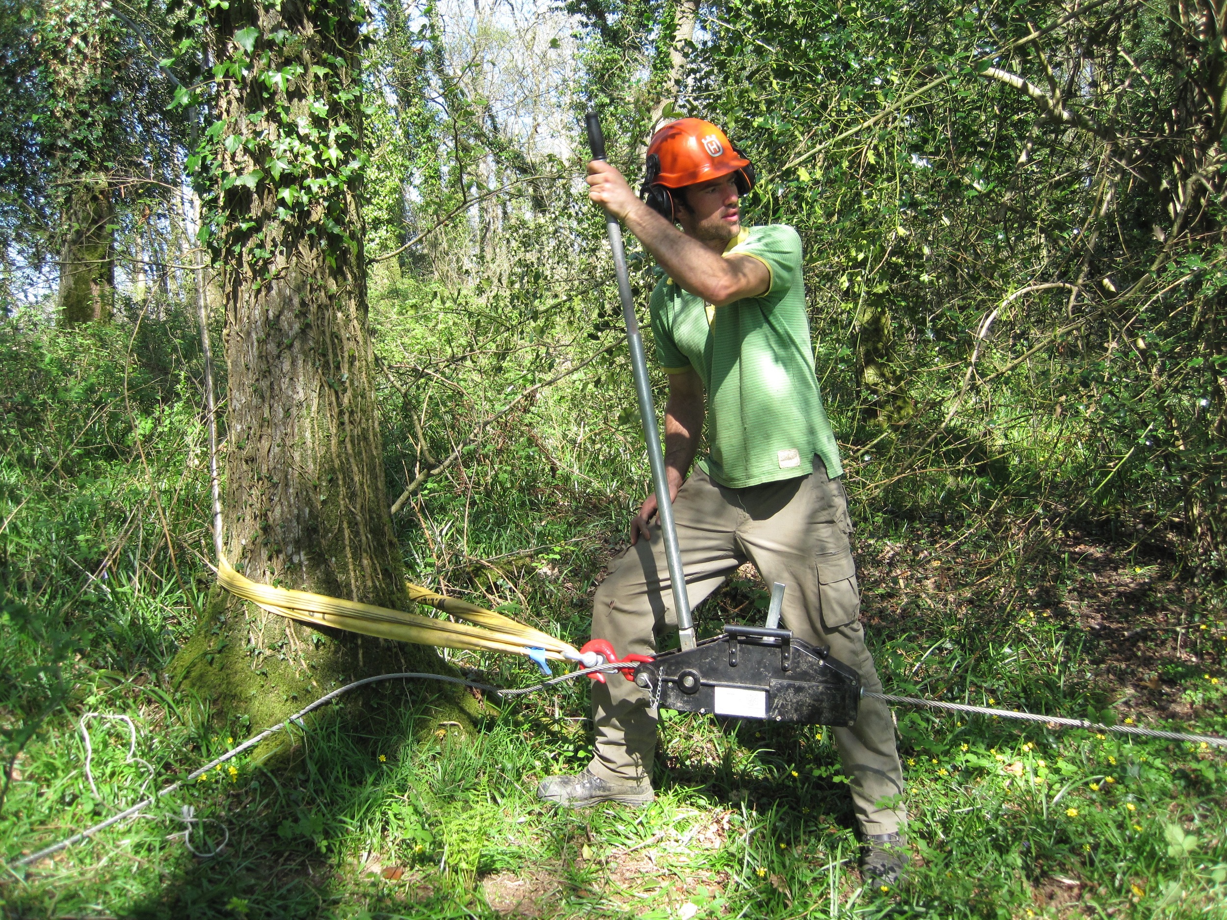 The holly tree grew very much interlocked with its neighbouring oak tree, so I had to use the winch to pull them apart. Their intertwining reminded me of the equinox mythology. The oak king and the holly king do battle on the longest and on the shortest day. The outcome is that the holly (evergreen) king rules in the winter, and the oak (deciduous) king rules in the summer. This is certainly the case here, where the oak remains to grow on this summer, and the holly (eventually!) falls. However, the holly I have cut down today will coppice, so that the summer regrowth will do battle with the oak king and reign supreme in the wintertime again. Woods work on such a long time scale, and there is always such resurgence. My hope in this woodland is to make small changes to the advantage of the whole wood, so that it remains healthy for the future.