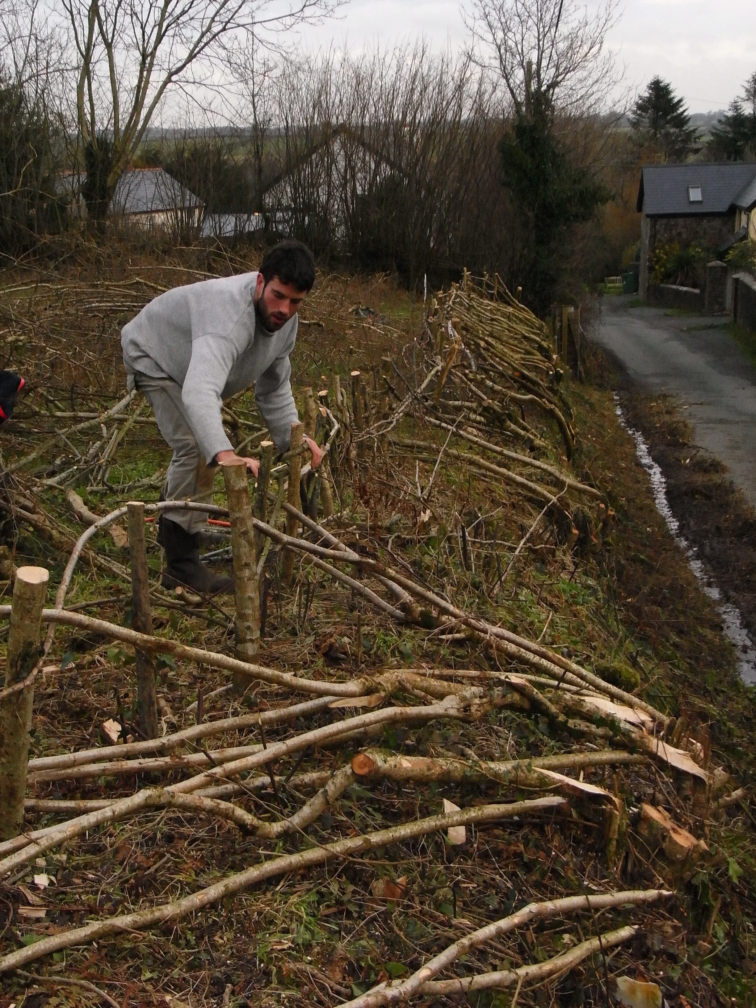 Moving a hazel hedge