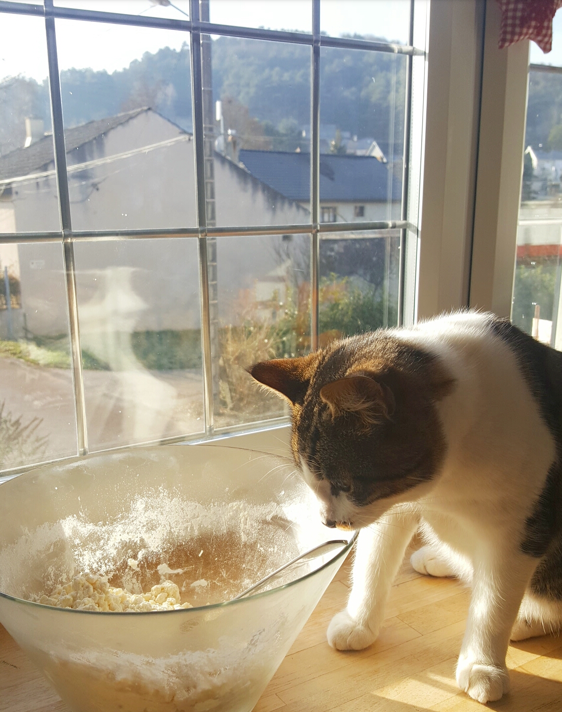 Our AirBnB came with a cat who was eager to help.