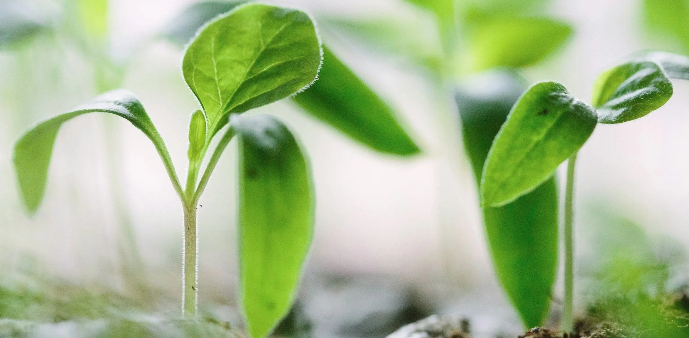 A close-up image of green plant sprouts as a symbol for Dr. Jo Eckler's Steady Expansion Approach to therapy.