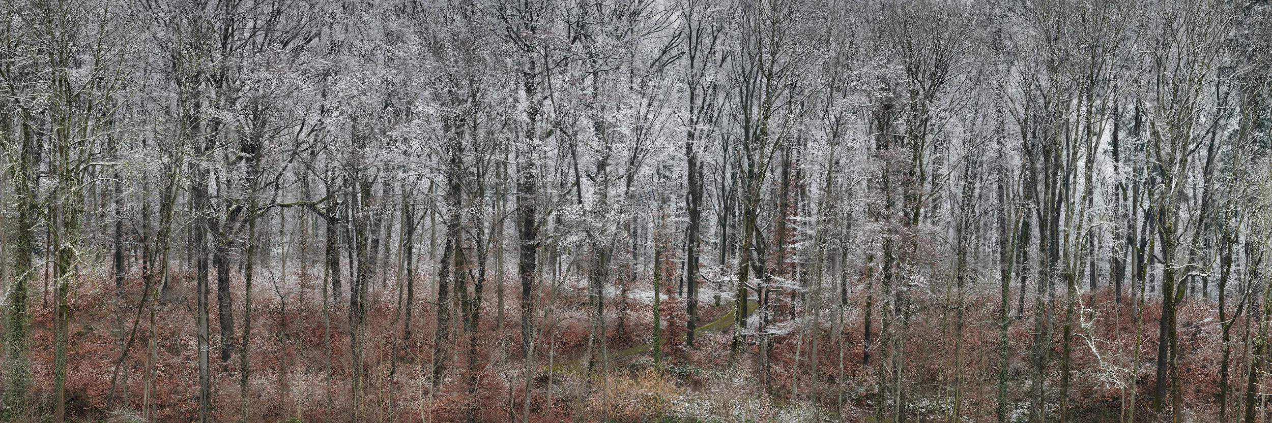 Wald_Egetswil_iPad.jpg
