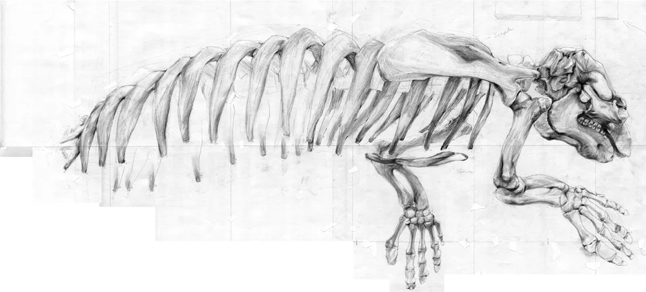 Trichechus manatus (West Indian Manatee)