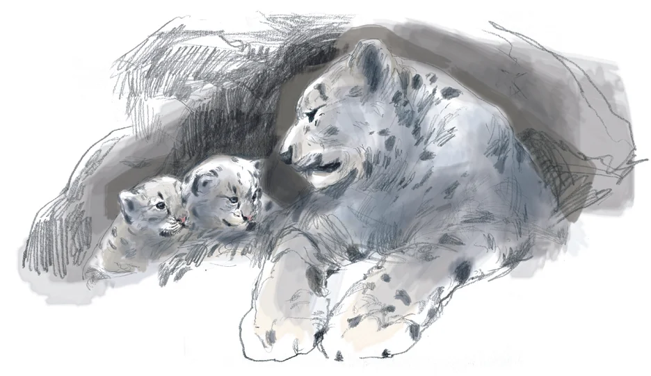 Panthera uncia (Snow Leopard)