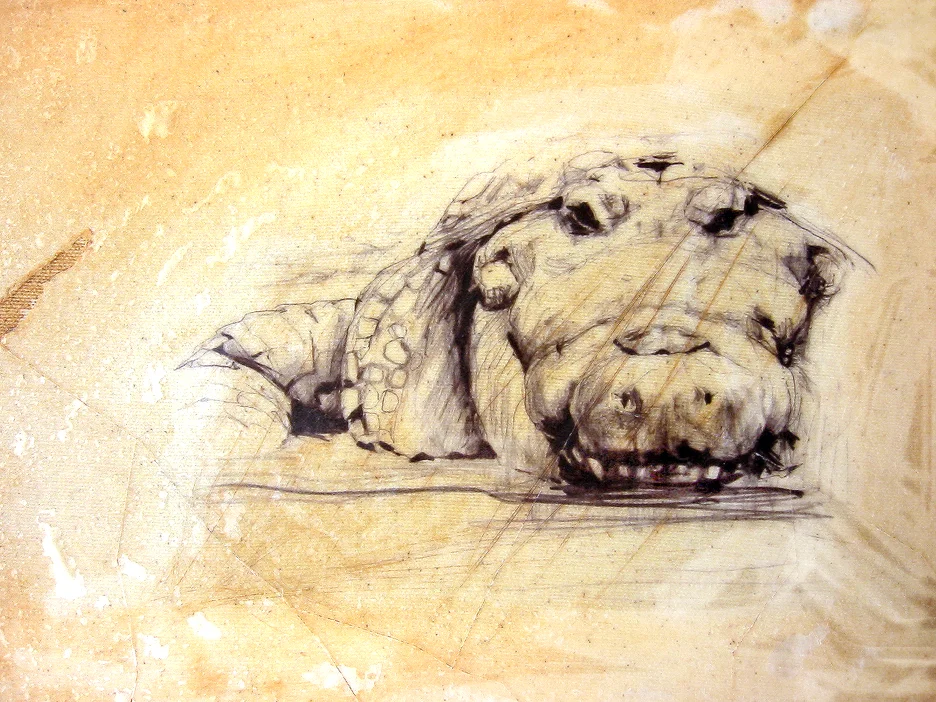 Crocodylus niloticus (Nile Crocodile)