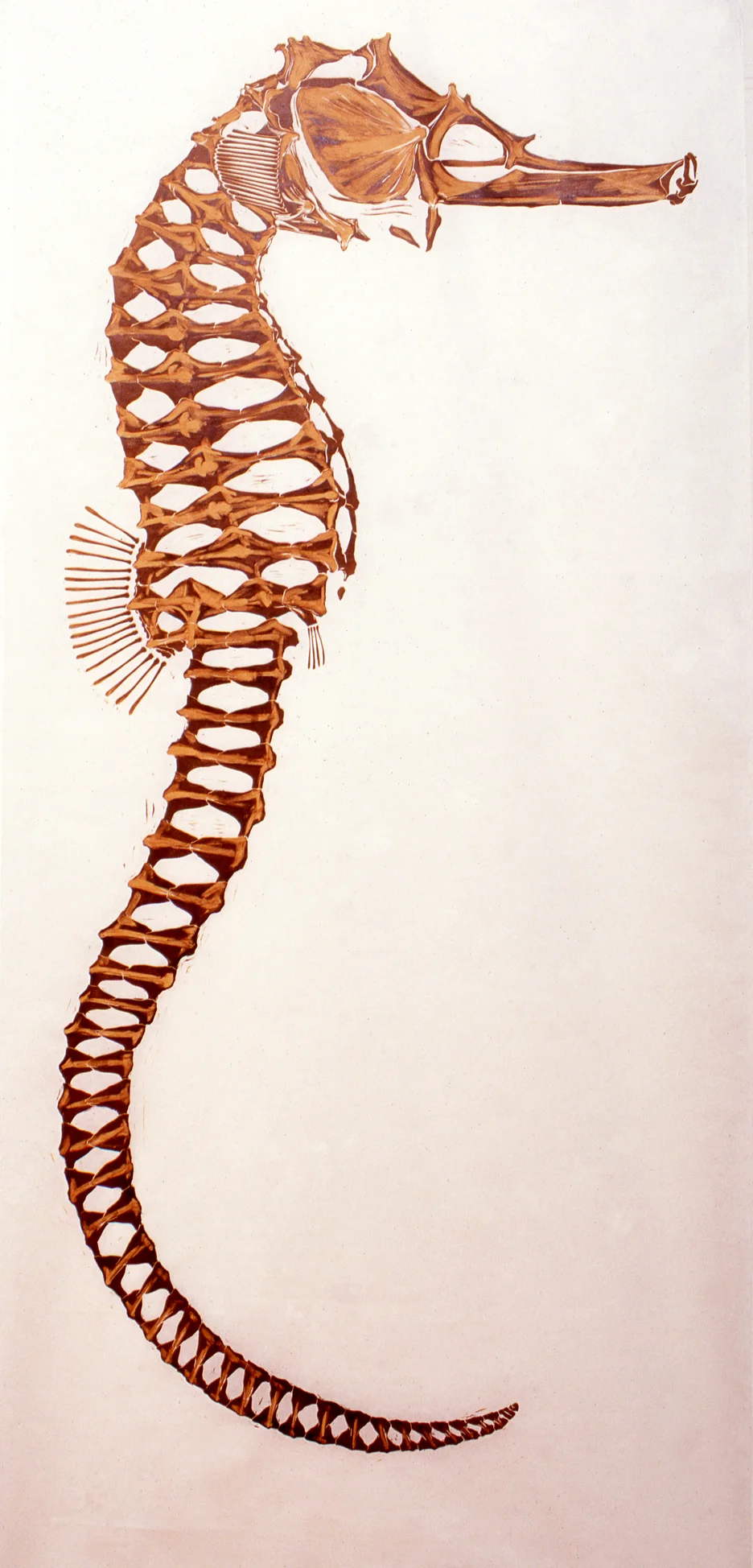 Hippocampus comes (skeleton)