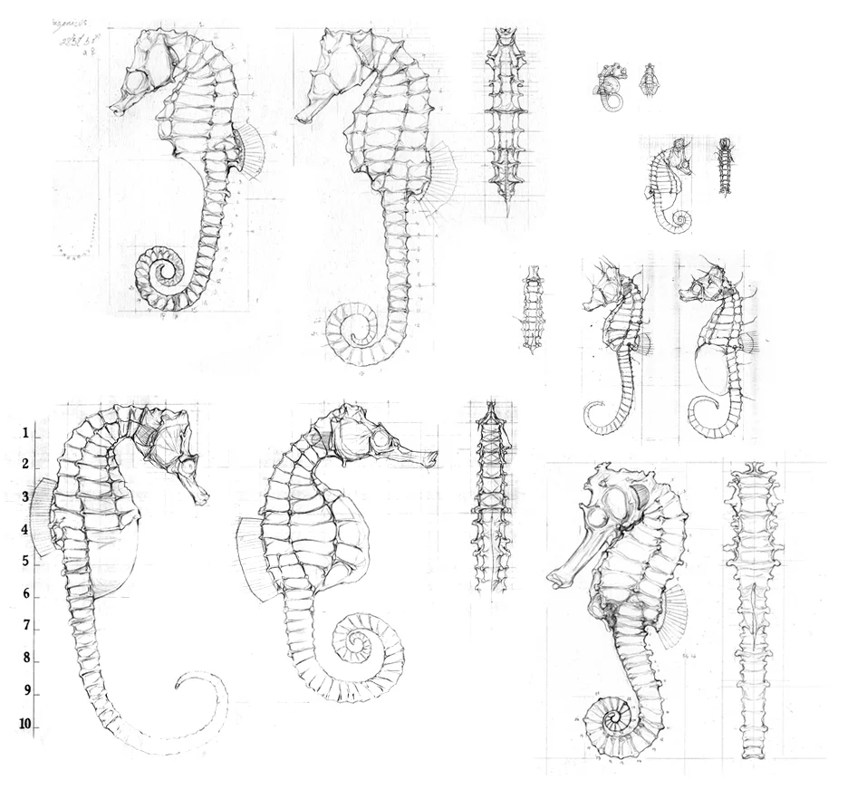 Hippocampus sp.