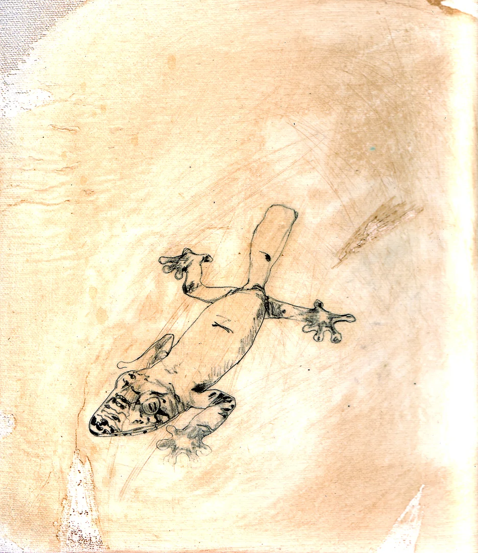 Uroplates finbriatus (Leaf-tailed Gecko)