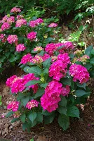 Enjoy These Summer Blooming Trees, Shrubs and Perennials