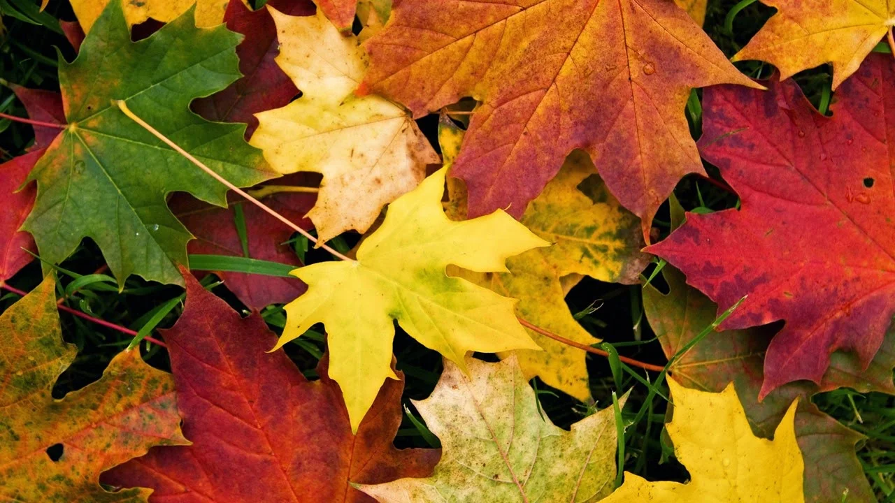 Plant it ALL in the FALL!