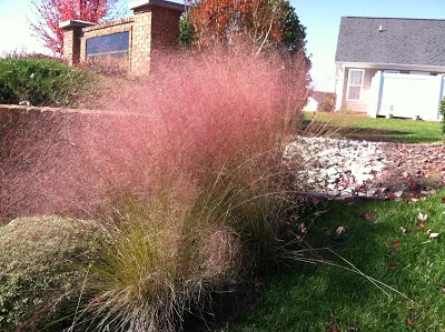Landscape Jeopardy: 'And the answer is . . . Muhly Grass!