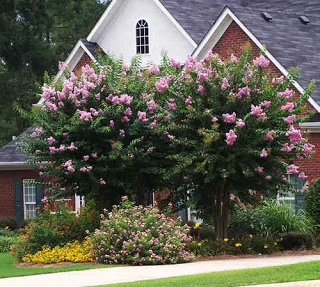 These Plants Beat the Heat!- Summer 2011