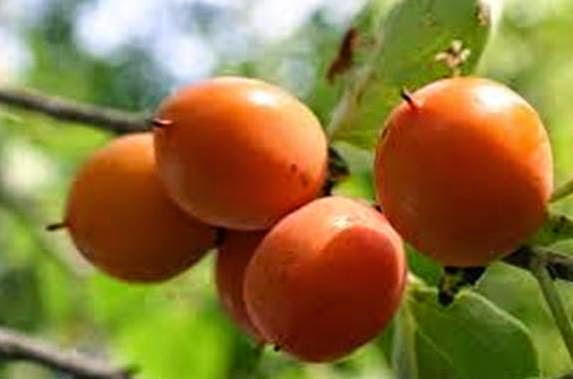persimmon.jpg