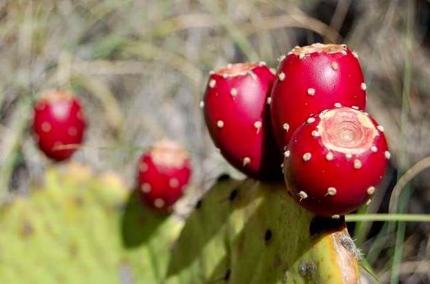 Prickly Pear.jpg