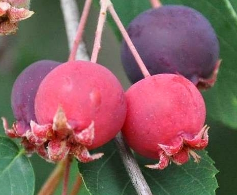 Serviceberry.jpg