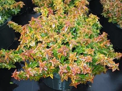 The Short List Of Heat And Drought Resistant Plants For The Triad Area