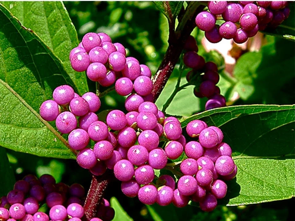 Not just for spring Part 1: Trees and Shrubs with Fall and Winter Interest!