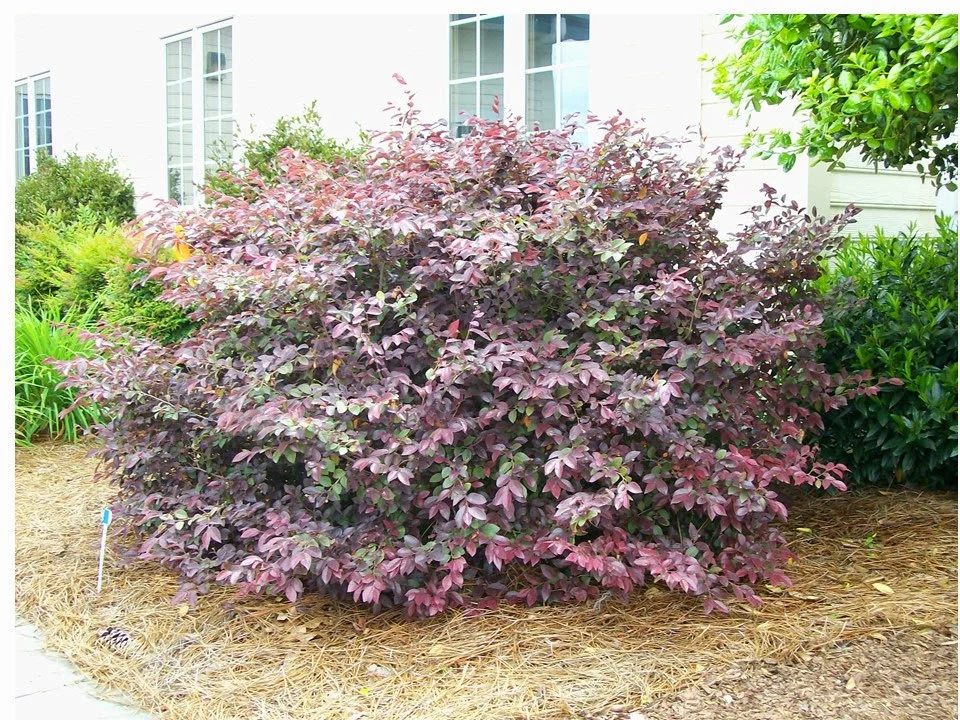 Not just for spring Part 2: Trees and Shrubs with Fall and Winter Interest!