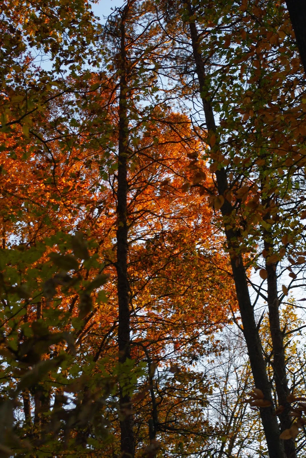 FALL- Lawn Care for a lush lawn this spring!