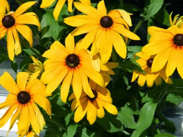 August Plant of the Month- RUDBECKIA!