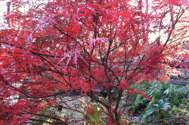 Finding breathtaking BEAUTY in the WINTER LANDSCAPE!