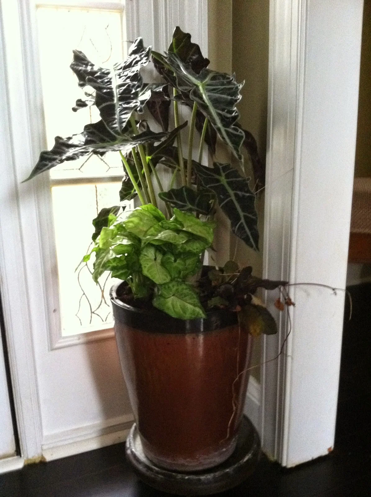 EXCITING Indoor Garden Containers