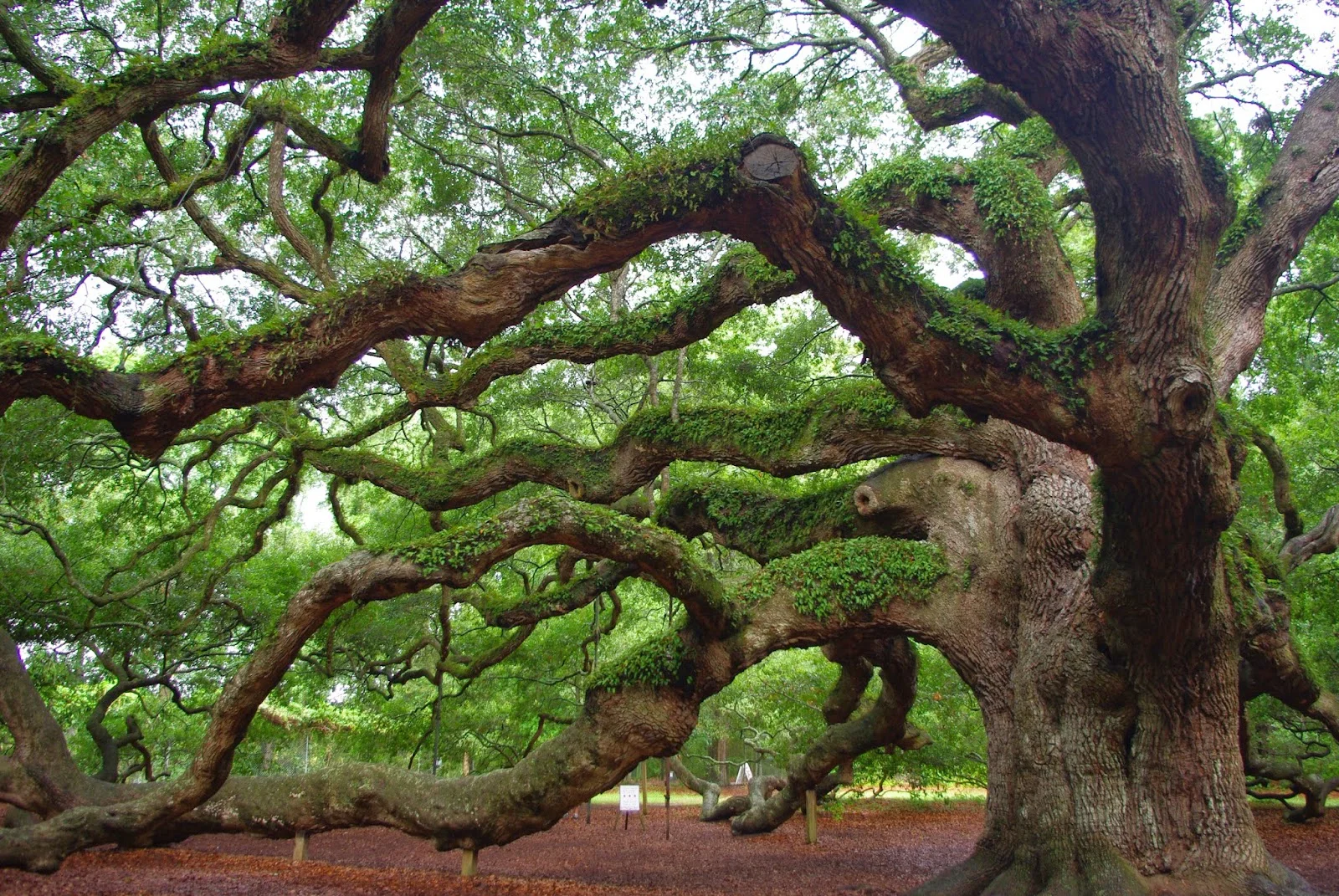 PLANT LIBRARY- ANGEL OAK, Quercus Virginiana, of Charleston, SC