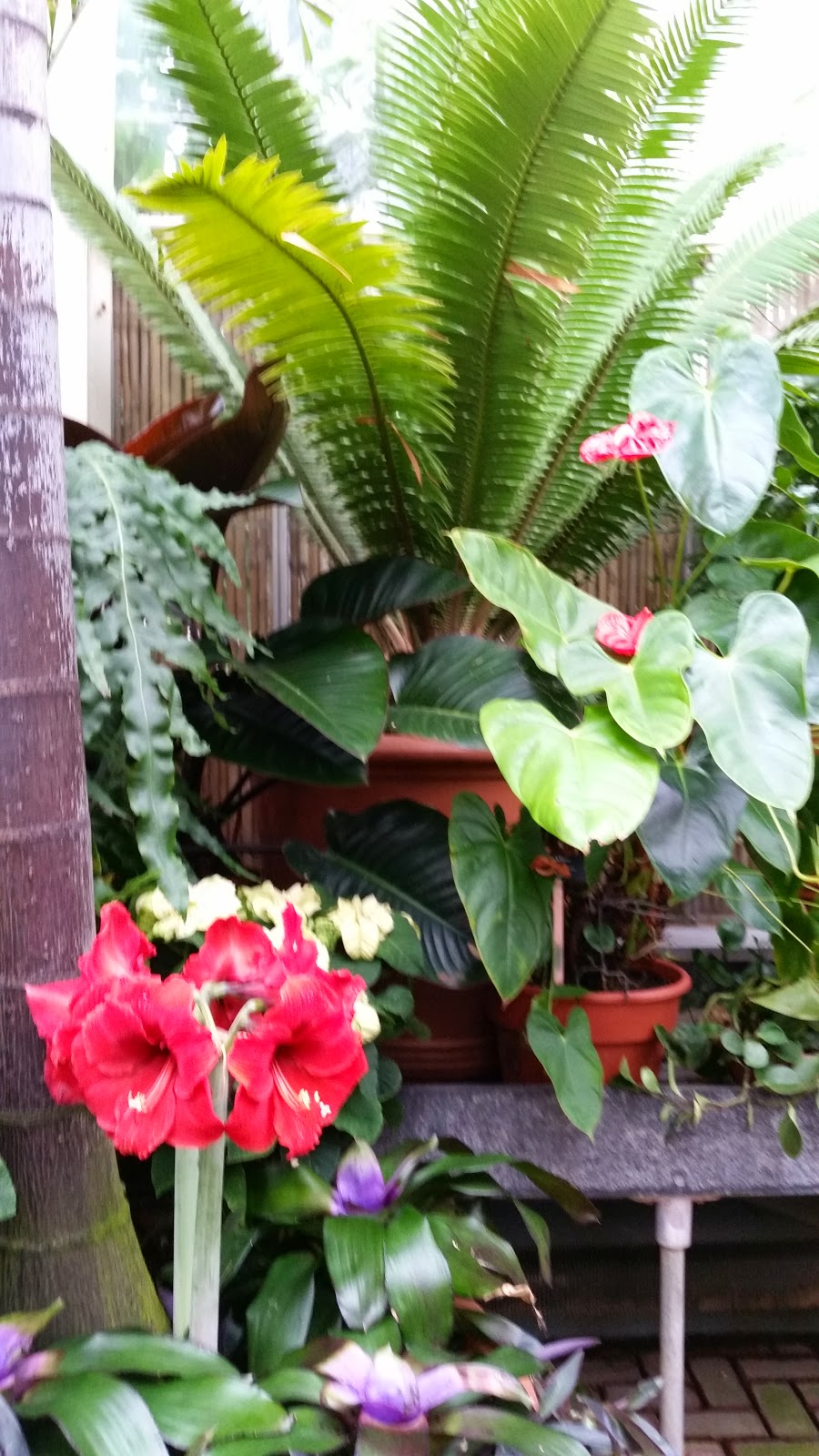 Tropical Plants 4.jpg