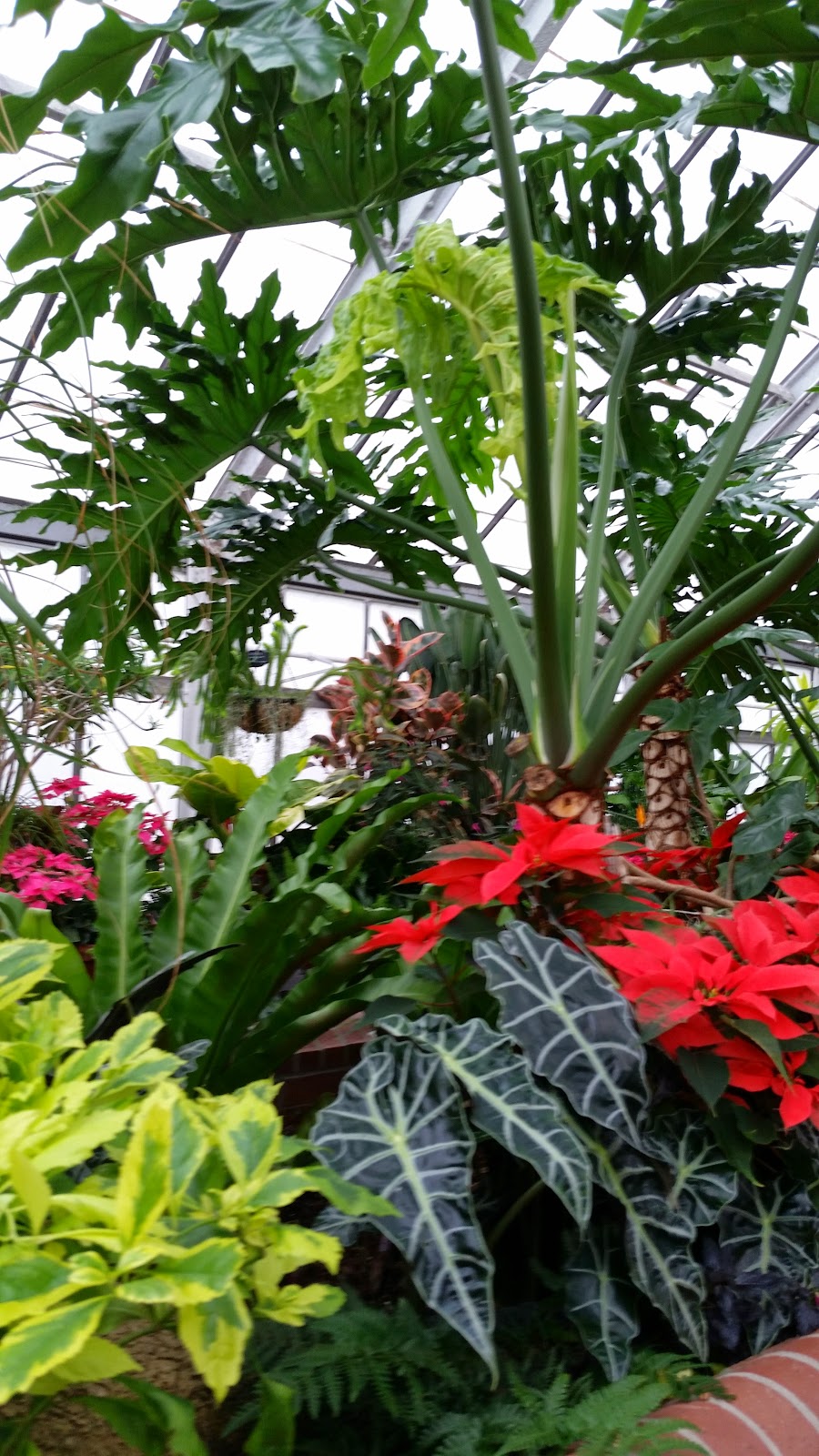 Tropical Plants 5.jpg