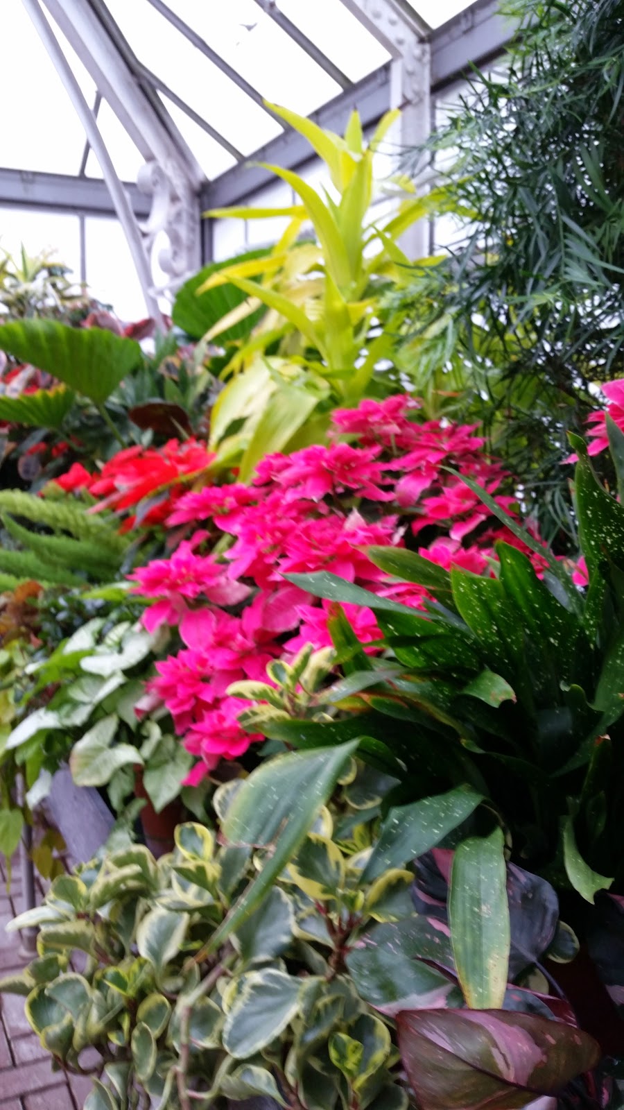 Tropical Plants 8.jpg