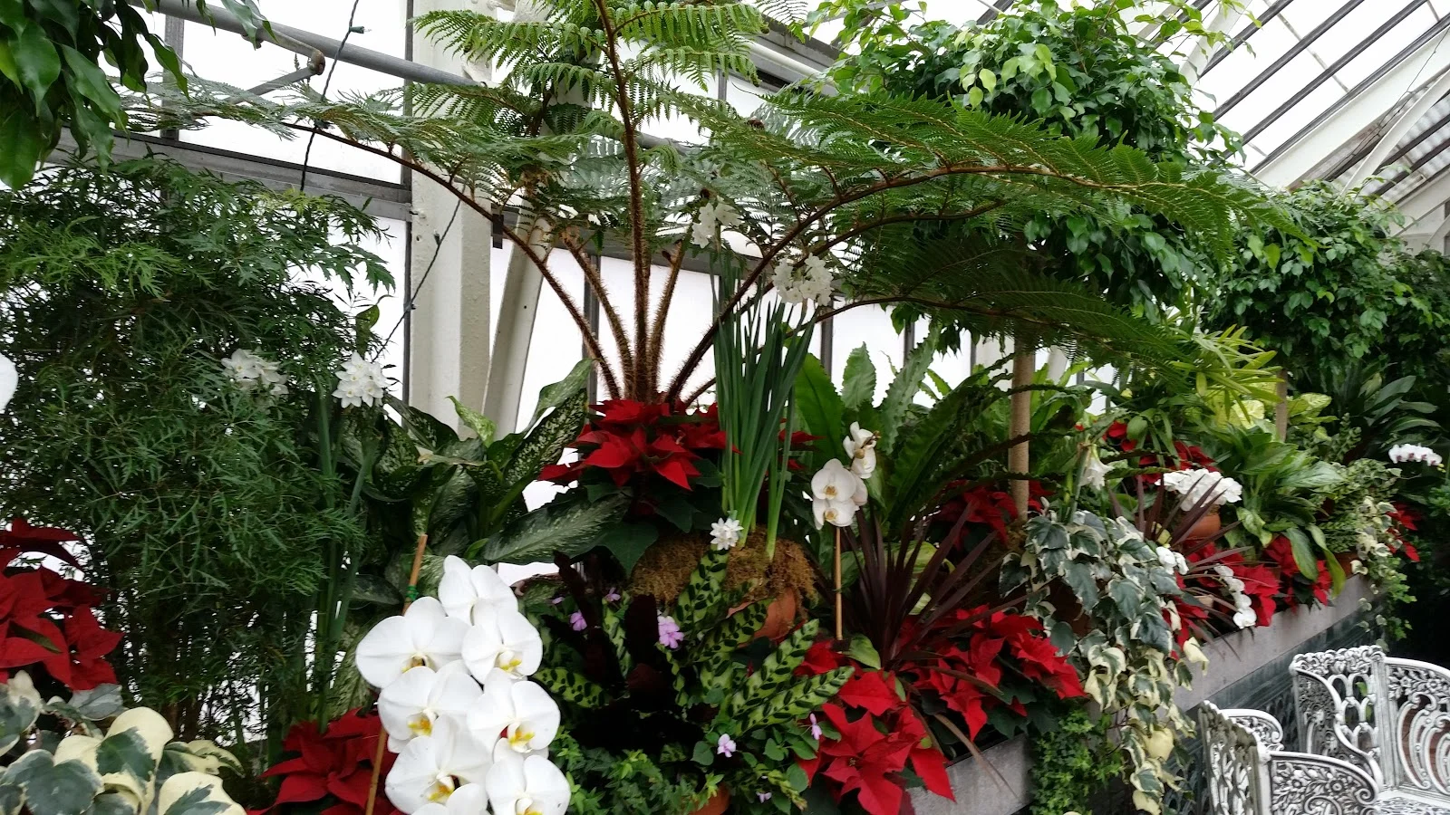 BILTMORE ESTATE, Asheville, NC- Tropical Plants from the Conservatory