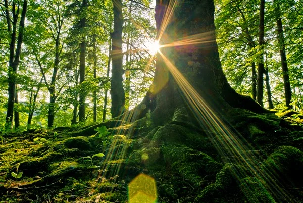 Using Native Plant Materials for Landscaping