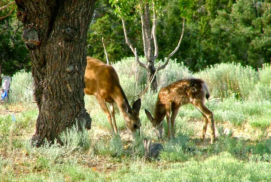 How to Solve the Biggest Landscaping Problems with DEER!