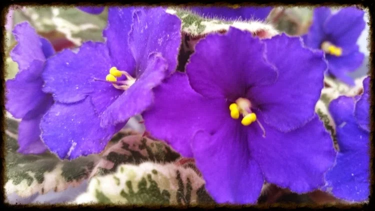 GUEST POST-" Great Low Light Indoor Houseplants!" by Shem Ruszczyk, www.PaPlantGuide.com