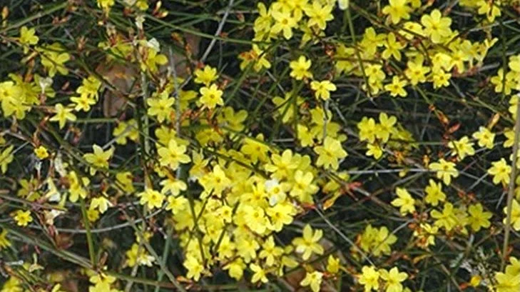 PLANT LIBRARY- Winter Jasmine, the Winter-Blooming REBEL!